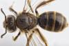 Lasioglossum calceatum
